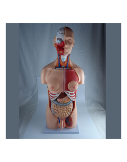 ERKENTMED T13 KADIN/ERKEK TORSO MODELİ 85 CM 23 PARÇA