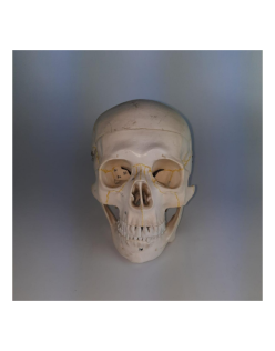 ERKENTMED S13 NUMARA 3 PARÇA ETİKETLİ KAFATASI MODELİ