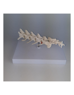 ERKENTMED H12 KÖPEK LUMBAR MODELİ