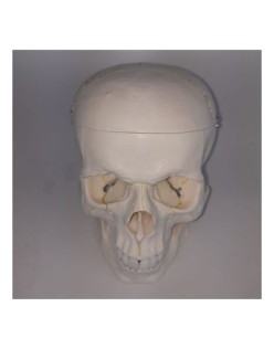 ERKENTMED S11 KAFATASI MODELİ